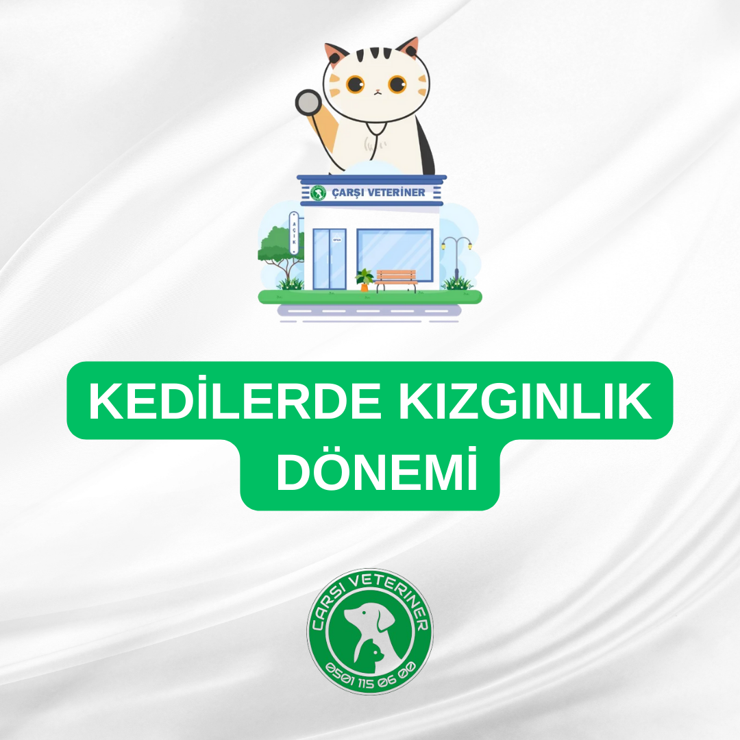  Kedilerde Kızgınlık Dönemi