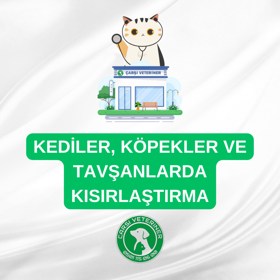 Kediler, Köpekler ve Tavşanlarda Kısırlaştırma