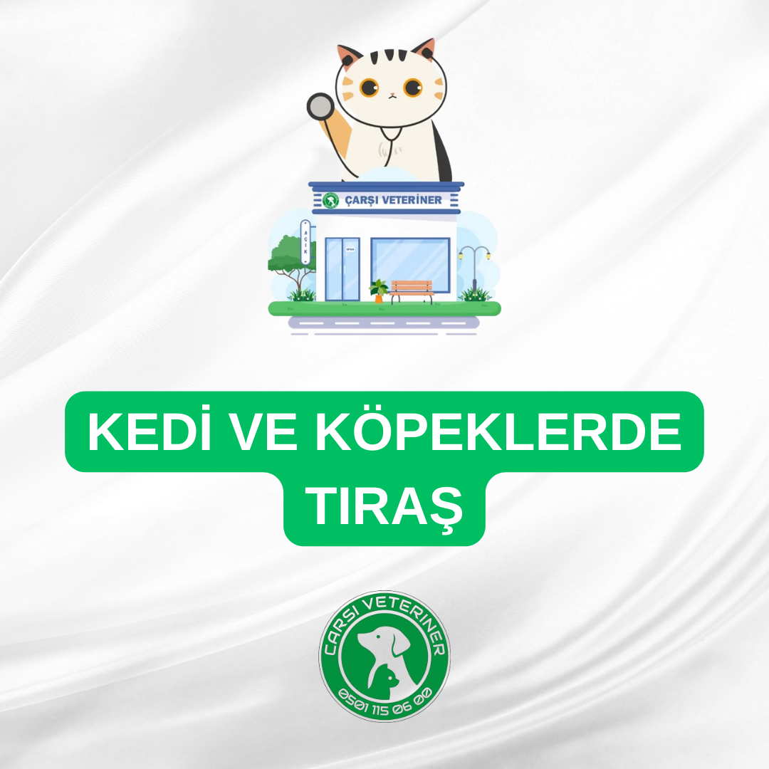  Kedi ve Köpeklerde Tıraş