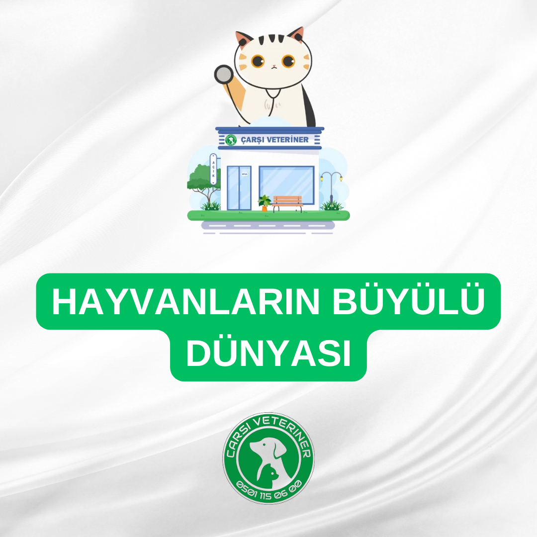  Hayvanların Büyülü Dünyası