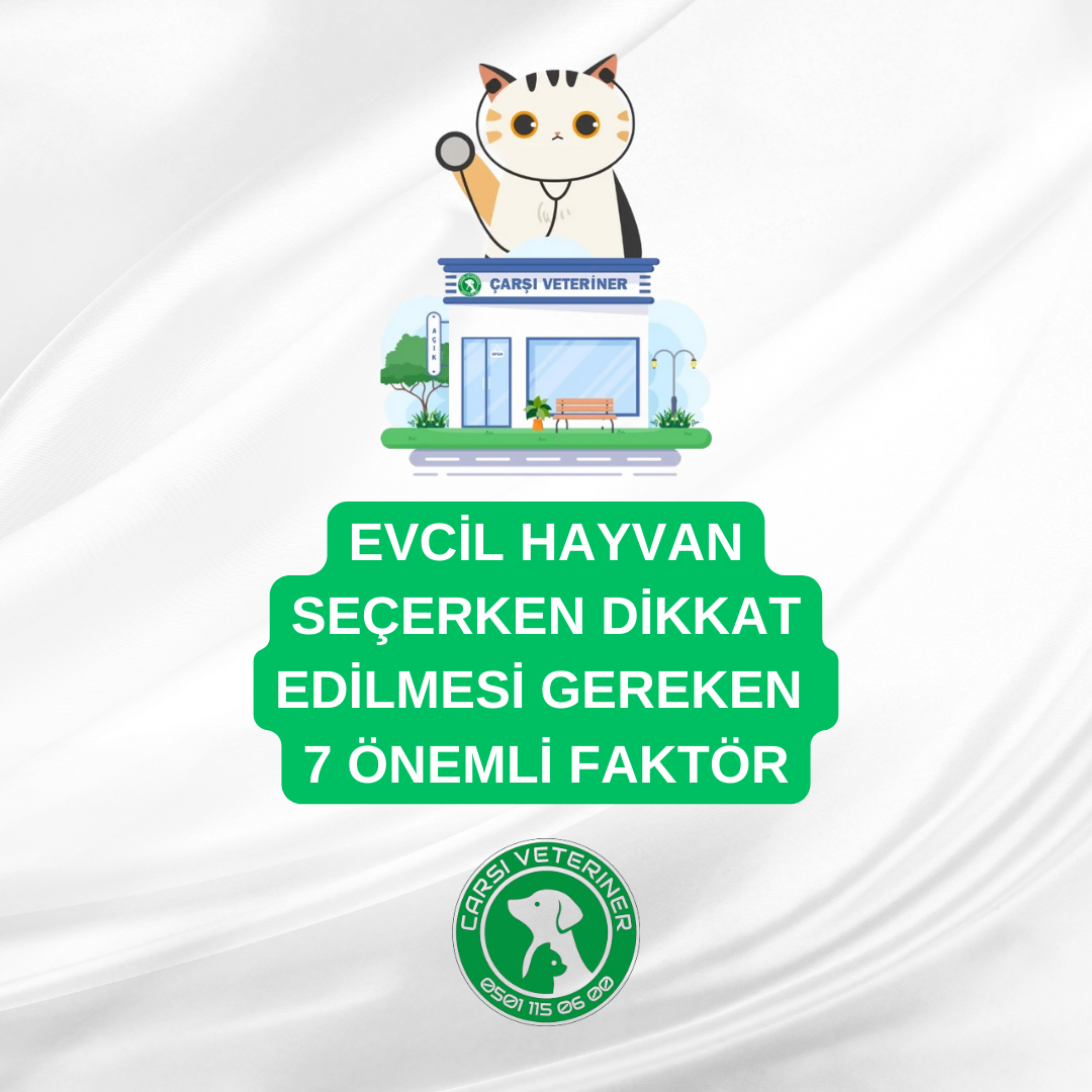  Evcil Hayvan Seçerken Dikkat Edilmesi Gereken 7 Önemli Faktör